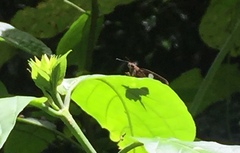 Notocrypta paralysos varians