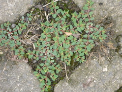 Euphorbia humifusa
