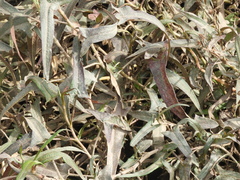 Persicaria stelligera