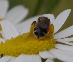 Halictus maculatus