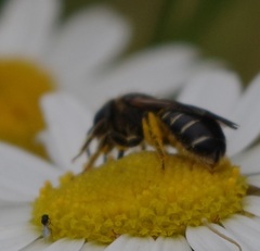 Halictus maculatus