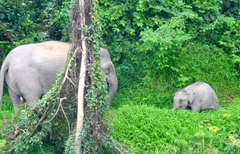 Elephas maximus borneensis