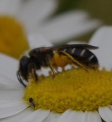 Halictus maculatus