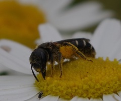 Halictus maculatus