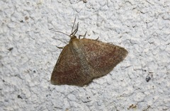 Aplasta ononaria