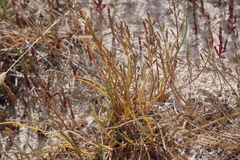 Triglochin barrelieri