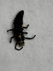 Anatis labiculata