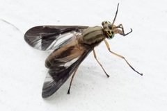 Chrysops macquarti