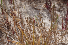 Triglochin barrelieri