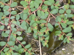 Euphorbia humifusa