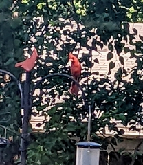 Cardinalis cardinalis