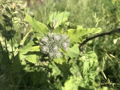 Arctium tomentosum