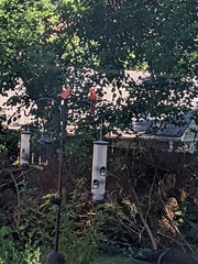 Cardinalis cardinalis