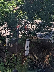 Cardinalis cardinalis