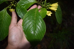 Hamelia xorullensis