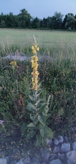 Verbascum
