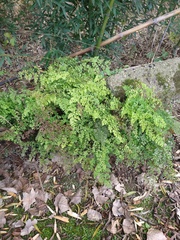 Adiantum raddianum