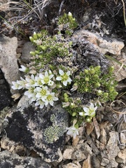 Pseudocherleria macrocarpa