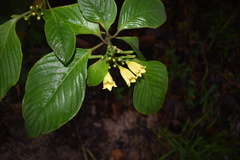 Hamelia xorullensis