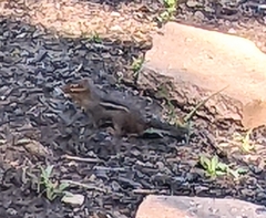 Tamias striatus