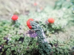 Cladonia didyma
