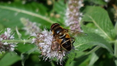 Eristalis pertinax