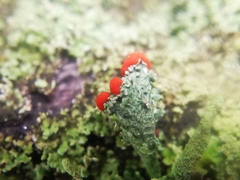 Cladonia didyma
