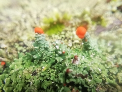 Cladonia didyma