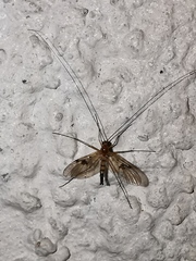 Macrocera phalerata