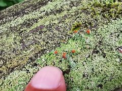 Cladonia didyma
