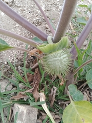 Datura innoxia