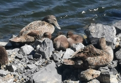 Somateria mollissima