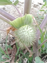 Datura innoxia
