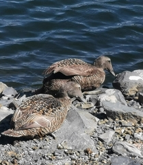 Somateria mollissima