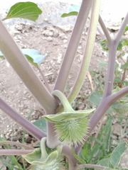 Datura innoxia
