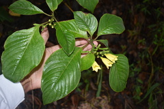 Hamelia xorullensis