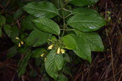 Hamelia xorullensis