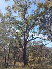 Corymbia trachyphloia