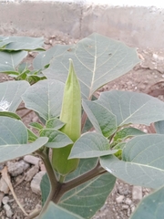 Datura innoxia