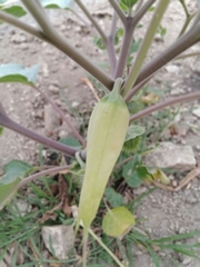 Datura innoxia