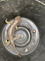Ambystoma granulosum