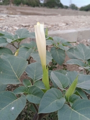 Datura innoxia