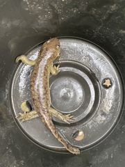 Ambystoma granulosum