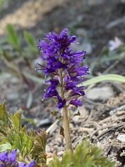 Veronica paysonii