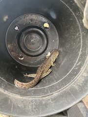 Ambystoma granulosum