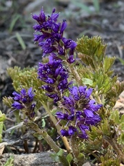 Veronica paysonii