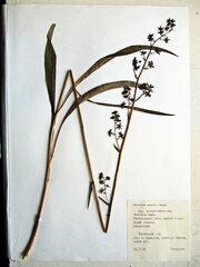 Veratrum maackii