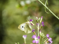 Pieris brassicae