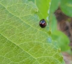 Chilocorus renipustulatus