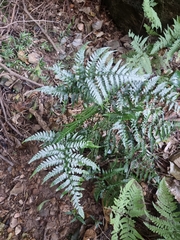 Parapolystichum munitum